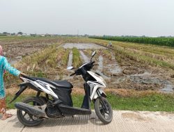 Bulog Cirebon Sudah Serap 100 Ribu Ton Gabah Setara Beras Petani 3 Bulog Cirebon Sudah Serap 100 Ribu Ton Gabah Setara Beras Petani