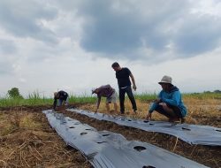 Diduga Tak Transparan, BUMDes Japura Kidul Disorot Warga Soal Dana Ketahanan Pangan Rp260 Juta