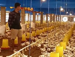 Mantan Pekerja Migran Korea, Santri Asal Cirebon Sukses Kembangkan Peternakan Ayam Broiler di Gagasari
