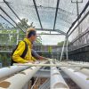 BUMDes Bio Merpati Kembangkan Pertanian Hydroponik Sebagai Strategi Fiskal Desa Perkuat Kemandirian Ekonomi