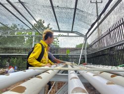 BUMDes Bio Merpati Kembangkan Pertanian Hydroponik Sebagai Strategi Fiskal Desa Perkuat Kemandirian Ekonomi