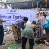 Iduladha 1447 H, Herman Khaeron dan Isteri Gandeng H. Agus Maksum Tebar Kepedulian Lewat Kurban untuk Warga Pasaleman