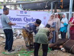 Iduladha 1447 H, Herman Khaeron dan Isteri Gandeng H. Agus Maksum Tebar Kepedulian Lewat Kurban untuk Warga Pasaleman
