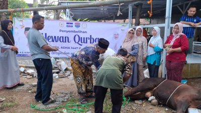 Iduladha 1447 H, Herman Khaeron dan Isteri Gandeng H. Agus Maksum Tebar Kepedulian Lewat Kurban untuk Warga Pasaleman