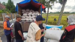 BULOG Jawa Barat Tembus 100,07 Persen Target Pengadaan, Cirebon Berkontribusi 154 Ribu Ton